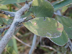Gymnosporia elliptica