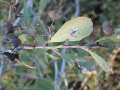 Gymnosporia elliptica