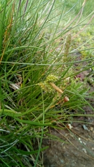 Carex extensa