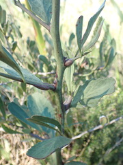 Gymnosporia elliptica