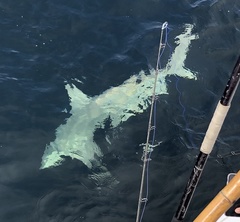 Carcharhinus plumbeus