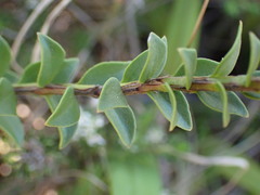 Selago myrtifolia