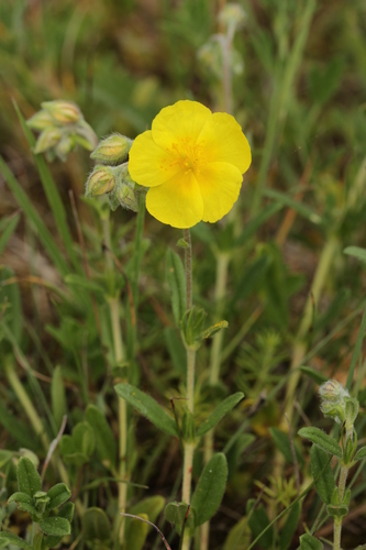 Paprastasis saulenis nuotrauka