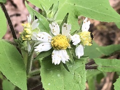 Polymnia canadensis radiata