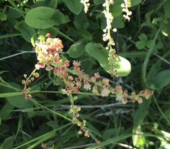 Rumex acetosella