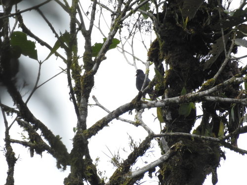 Pale-eyed Thrush (Turdus leucops), photo 7