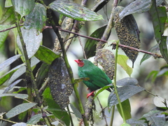 Chlorornis riefferii