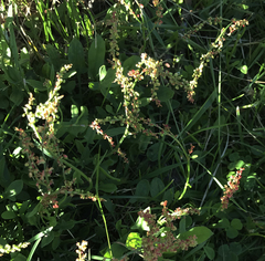 Rumex acetosella