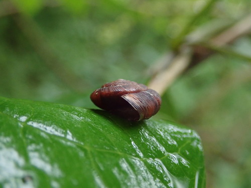 Strawberry Snail