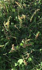 Rumex acetosella