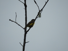 Megarynchus pitangua