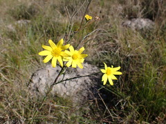 Osteospermum polygaloides