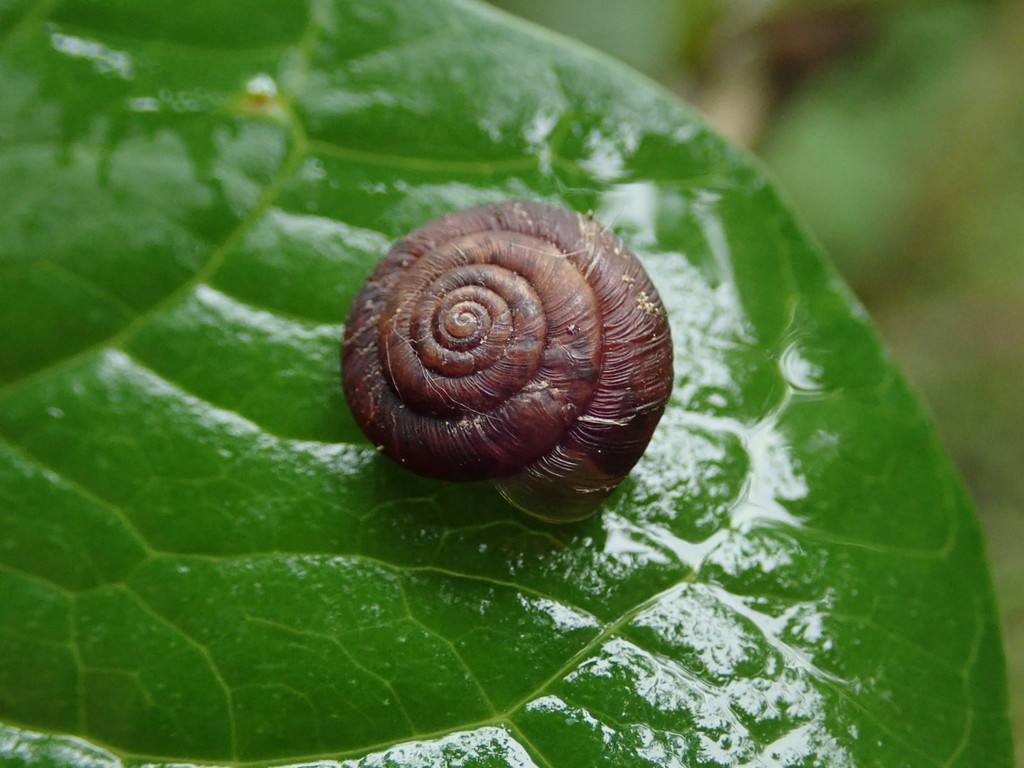 Striolata striolata