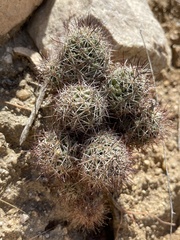 Mammillaria schumannii