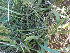 Osteospermum polygaloides