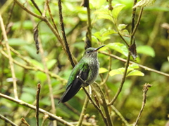 Taphrospilus hypostictus