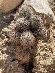 Mammillaria schumannii