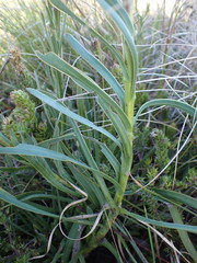 Osteospermum polygaloides