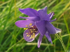 Aquilegia confusa