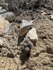 Mammillaria schumannii