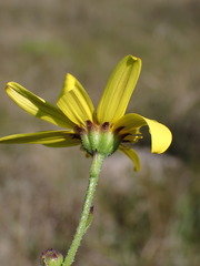 Osteospermum polygaloides