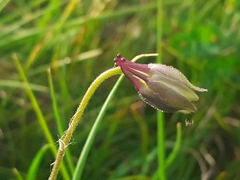 Aquilegia confusa