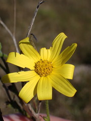 Osteospermum polygaloides