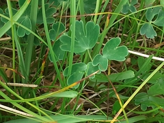 Aquilegia confusa