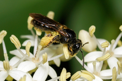 Andrena integra