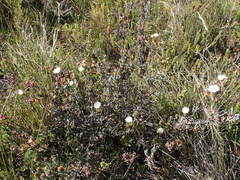 Lampranthus productus