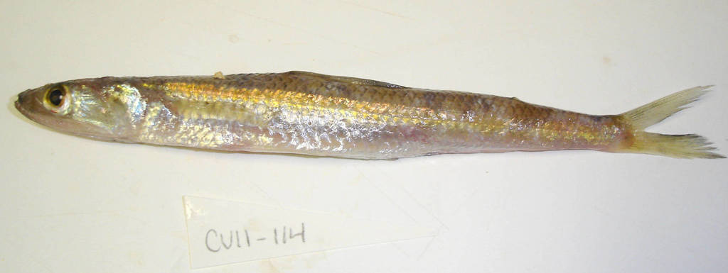 Brazilian Lizardfish