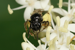 Andrena integra