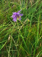 Aquilegia confusa