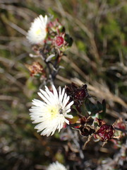 Lampranthus productus