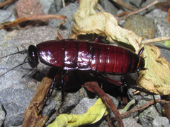 Eurycotis