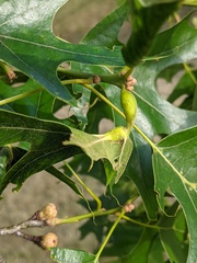 Melikaiella tumifica