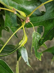 Melikaiella tumifica