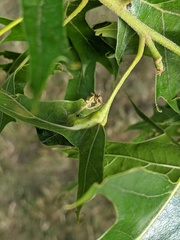 Melikaiella tumifica