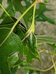 Melikaiella tumifica