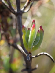 Lampranthus productus