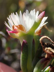 Lampranthus productus