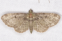 Eupithecia tripunctaria