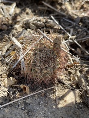 Mammillaria schumannii