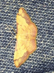 Idaea ostrinaria