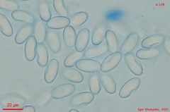 Peziza ampliata
