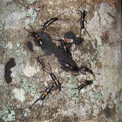 Spongiphora buprestoides