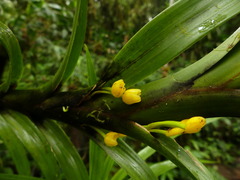 Maxillaria aurea