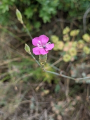 Dianthus longicaulis