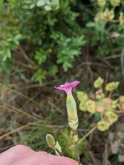 Dianthus longicaulis