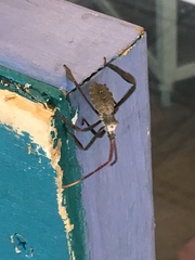 Acanthocephala declivis